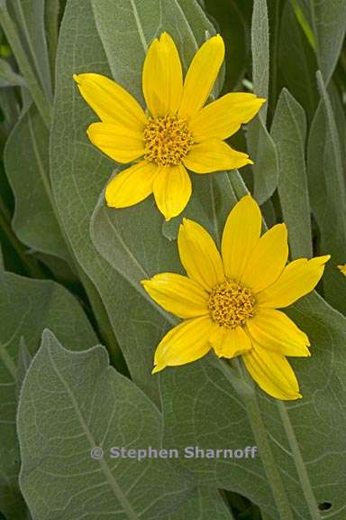 wyethia mollis 4 graphic